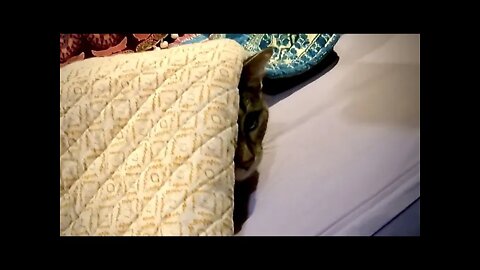 Trying to make the bed