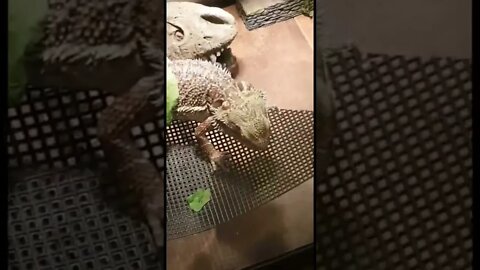 Pet lizard having a munch