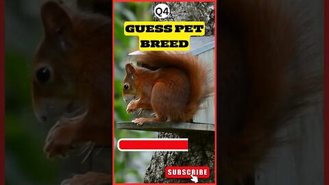 Funny animal videos/pets/Animal quiz
