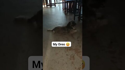 #dogs #dog #viral #fyp #shorts #short #reels #reel #funny #nature #funnymoments #funnydogs #puppy 18