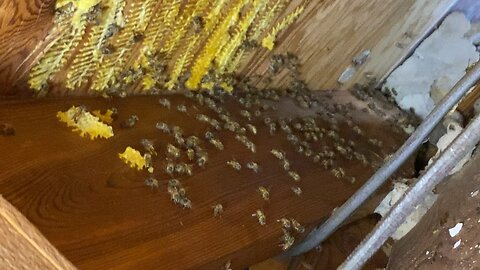 Bee Roulette at Rock House Rescue