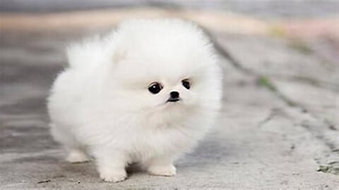 Tik Tok Puppies 🐶 Cute and Funny Dog Videos Compilation