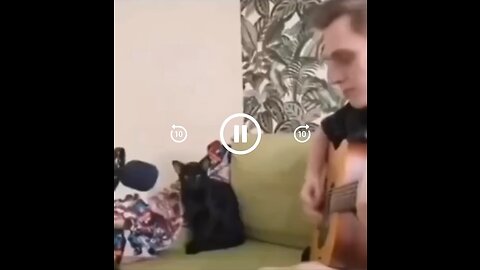 Cat Sings The Blues #Cats #BluesMusic #Guitar