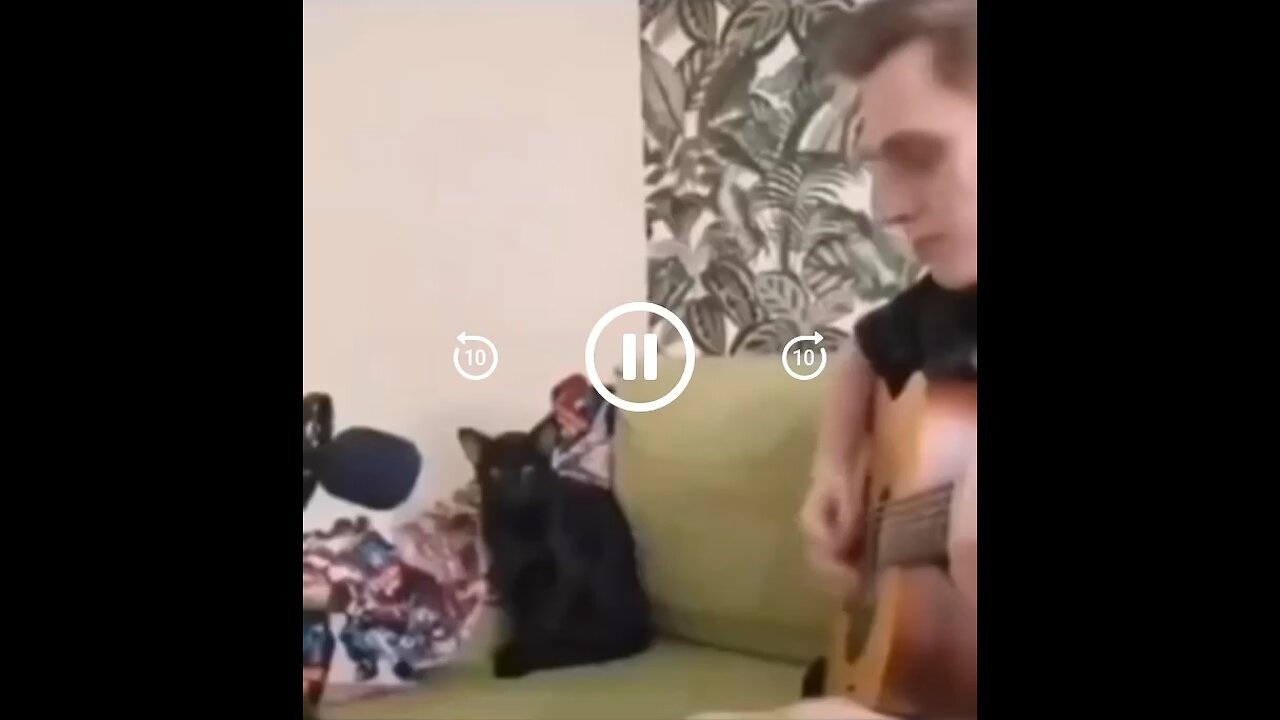 Cat Sings The Blues #Cats #BluesMusic #Guitar