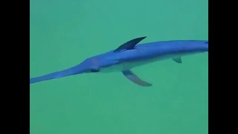 Young Swordfish Swimming