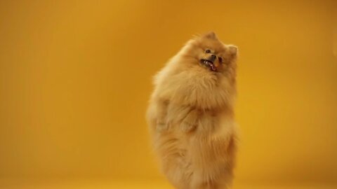 🤣 Funniest 🐶 Dogs - Awesome Funny Pet Animals Videos 😇