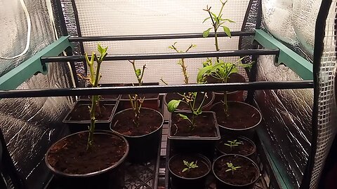 Wild Urban Gardens 2023 - Launching the Indoor Greenhouse