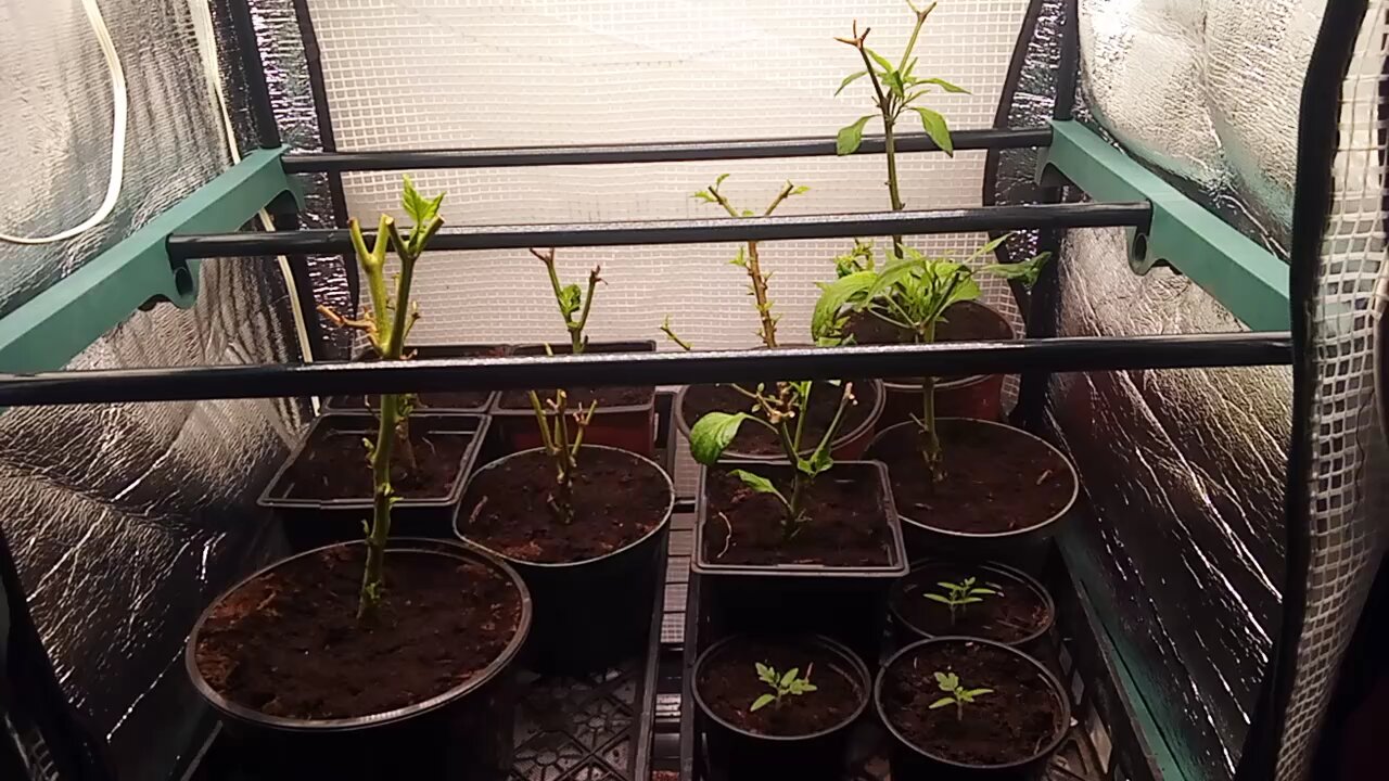 Wild Urban Gardens 2023 - Launching the Indoor Greenhouse