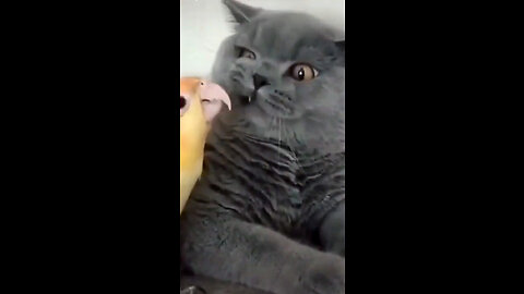 FUNNY ANIMALS - CATS & DOGS #004