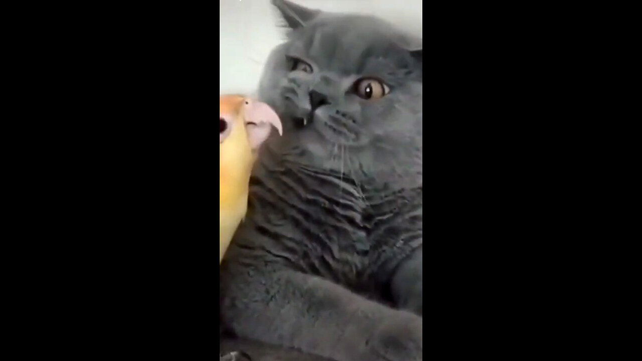 FUNNY ANIMALS - CATS & DOGS #004