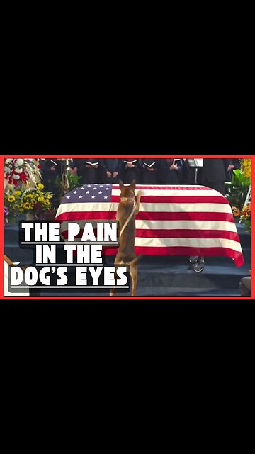 Dog Say Goodbye To His War Partner Funeral I'm Speechless!