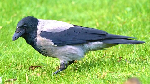 Hooded Crows Having Breakfast
