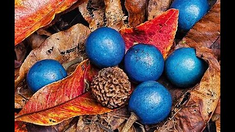 Top10 Health Benefits of The Blue Quandong