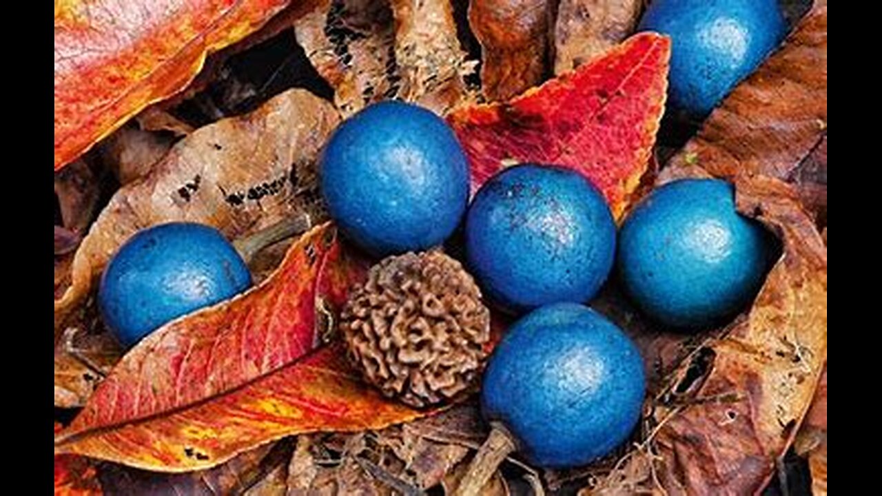 Top10 Health Benefits of The Blue Quandong