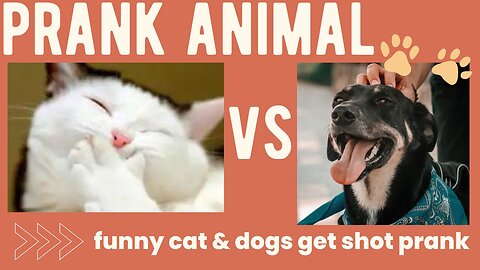 Funny cat & dog in 2023!!