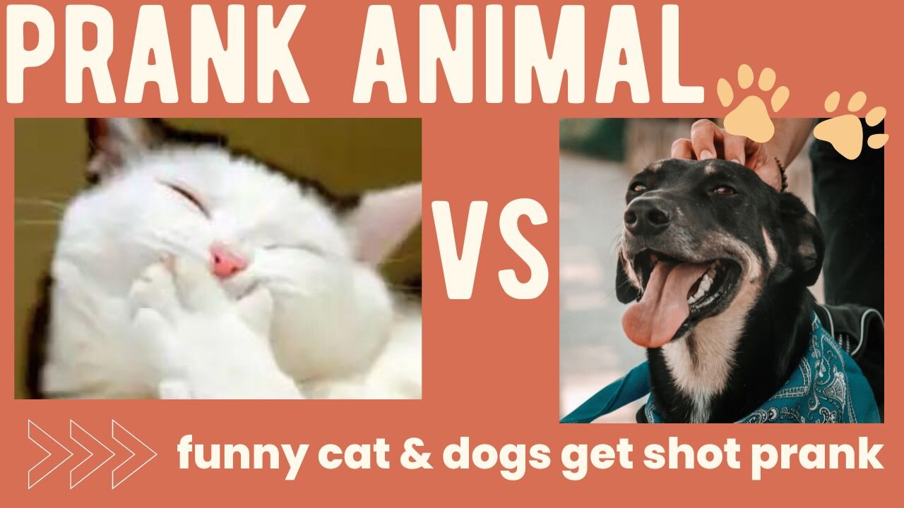 Funny cat & dog in 2023!!