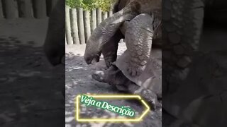 COMO FAZ UMA TARTARUGA #shorts #planetaanimalshorts #animals