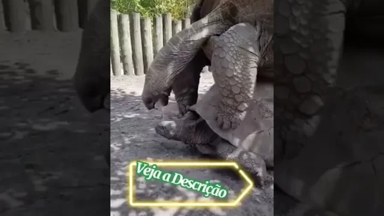 COMO FAZ UMA TARTARUGA #shorts #planetaanimalshorts #animals