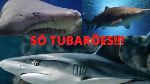 Só Tubarões!!! Rei das Águas!!!