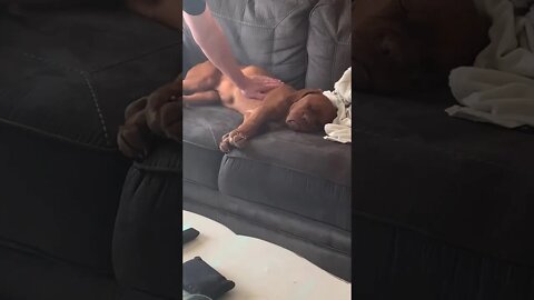 Life with Belle - a lazy morning