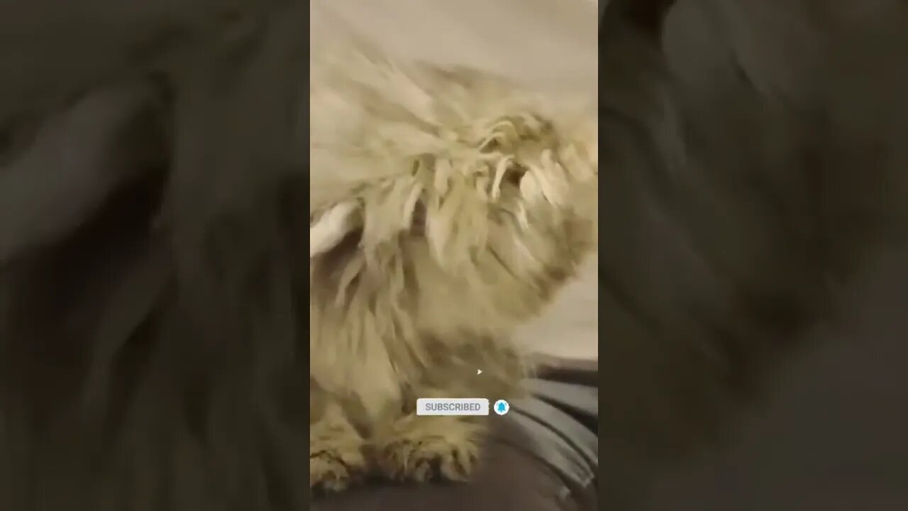 funny cat videos | cute cat videos| cute animals funny cats #shorts #shortsfunny #cutecat #funnycat