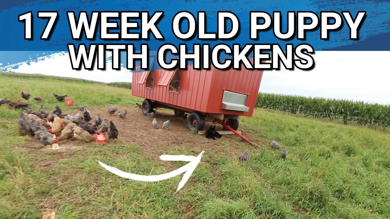 How Is Ragnar, The Lycan Shepherd Puppy, Doing With The Chickens?
