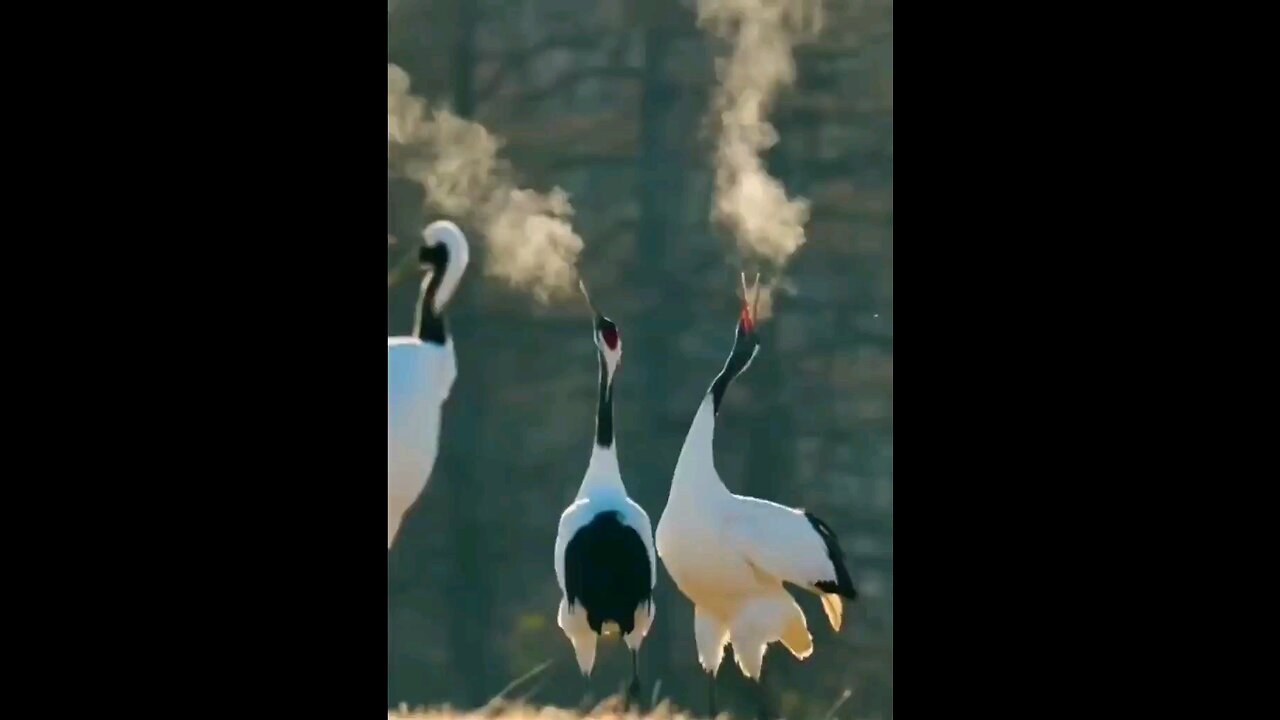 Who knows the name of this bird and where it is located?
