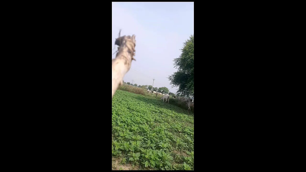 Nature view in Village