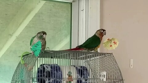 Green Cheek Conures React To Cocktail Umbrella