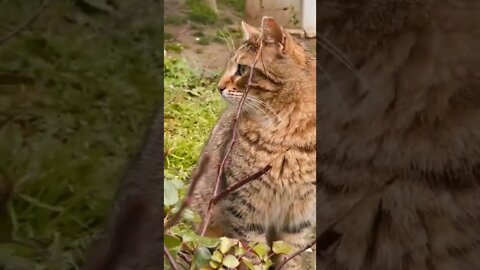 Funny cats, 面白い猫, 有趣的貓, قطط مضحكة 😻❤️ #ilovecat #shorts #cats #aloucadosgatos