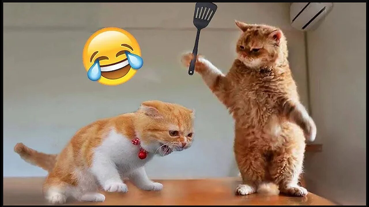Funny Cat Videos 2023 π - Funniest Cats And Dogs Ever πΊπ