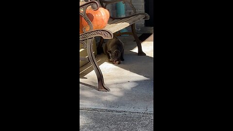 MY CAT EATS SQUIRRELS 🐿️