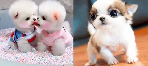 Try Not To Laugh Challenge - Funny Dog Vines Compilation 2023