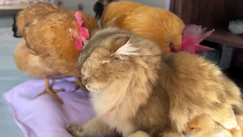 Cat kind little cute chick