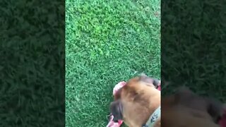 Feeding Raw. LonelyCreek bullmastiff