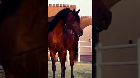 horse