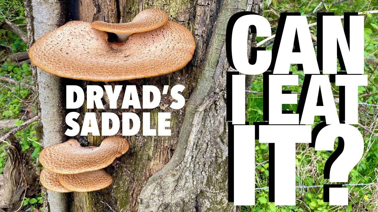 Can I Eat It? “Dryad’s Saddle” 🍄