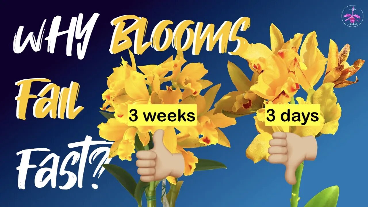 8 Reasons Blooms fade prematurely | Are Frazzled | Drop | Struggle opening! Pre Season Must Watch!