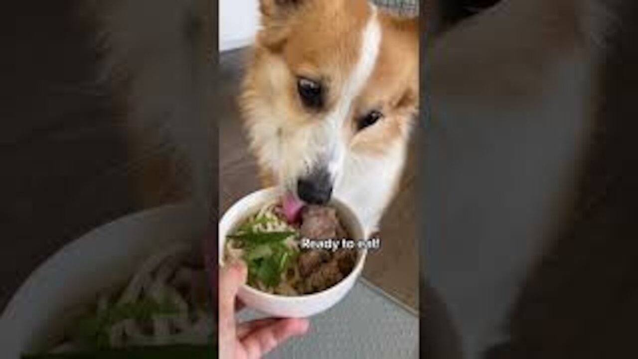 Dog Friendly Pho Recipe | Tofu the Corgi | #shorts