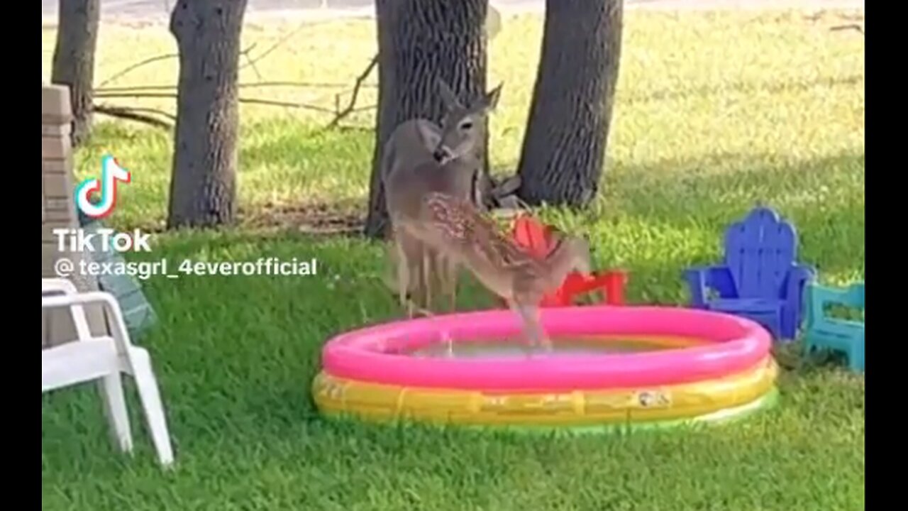 Baby Deer Takes A Bath