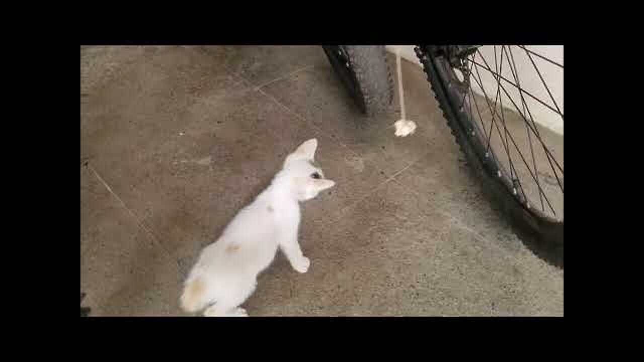 So Funny Kitten Playing with Hanging Paper Ball !