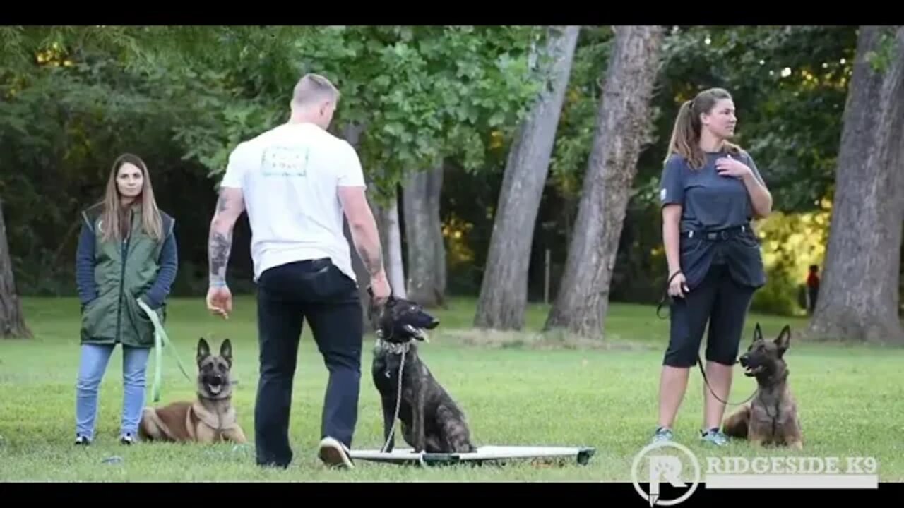 Place Work With Distraction With a Young Dutch Shepherd