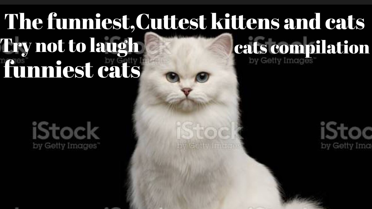 The funniest,Cuttest kittens and cats-Try not to laugh cats compilation funniest cats