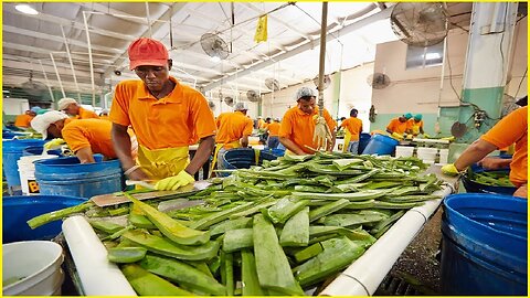 Incredible Agricultural Fruit Harvesting: Asian Aloe Vera Harvest and Processing