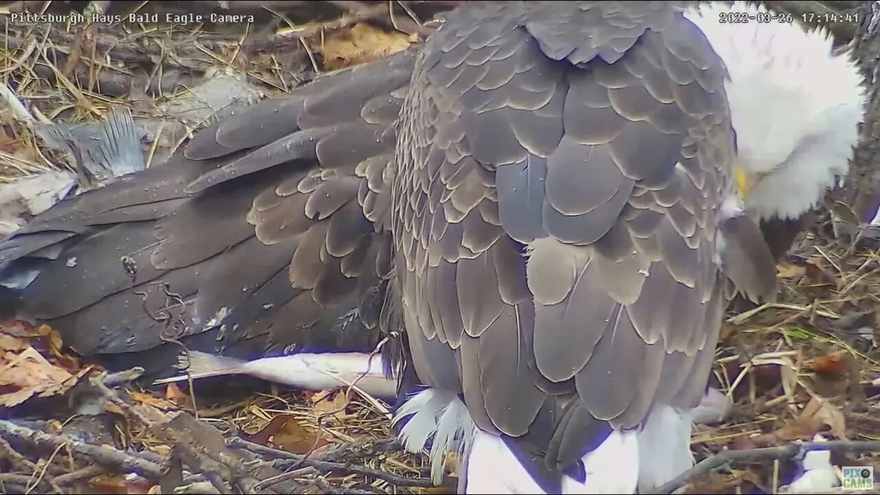 Hays Bald Eagles Dad brings in huge fish lays it in front of Mom 2022 03 26 17:14