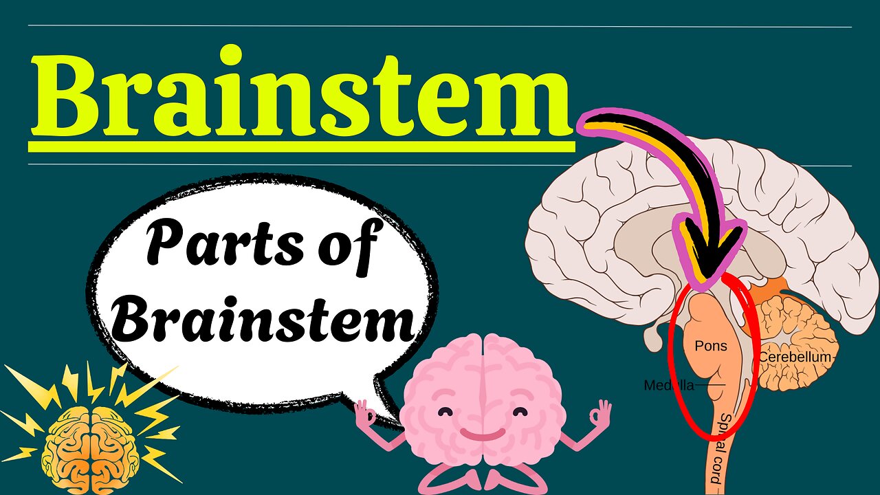 The Brainstem: Anatomy, Functions, and Clinical Significance | Novice Medic