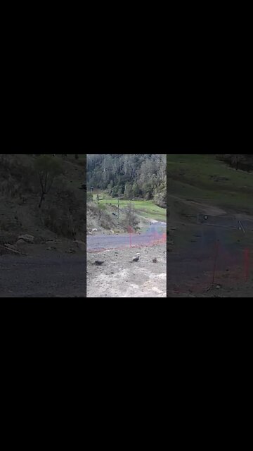 Family of brown cuckoo doves