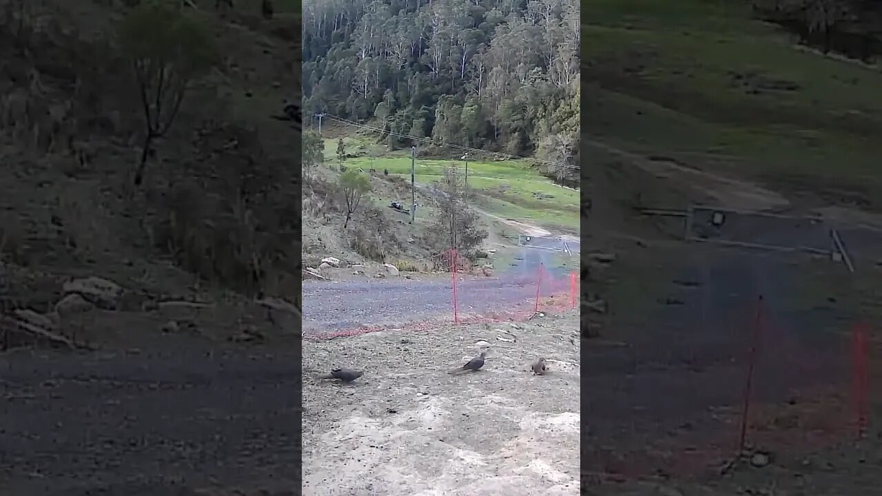 Family of brown cuckoo doves