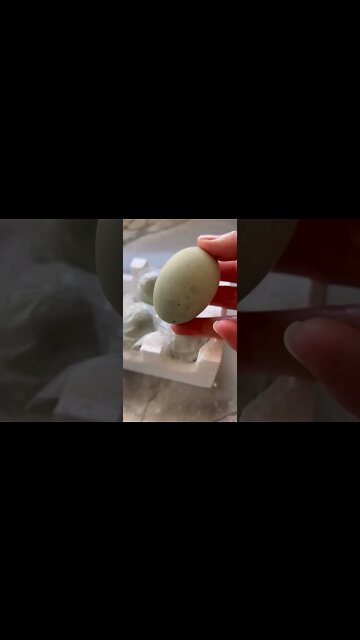 🥚 HOW Old is This Egg? 皮蛋 Century Egg Thousand Year Old Egg #shorts | Rack of Lam