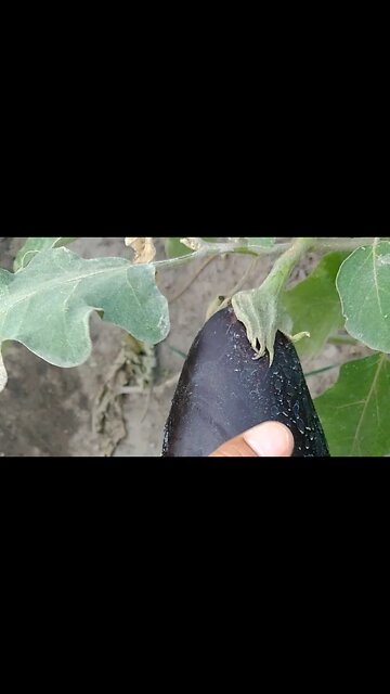 Horta de Beringelas #Nordeste